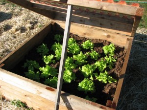 homemade-garden-coldframe-23-lettuce1