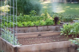 Redwood raised bed with beets