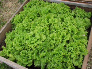 homemade-garden-coldframe-22-lettuce2