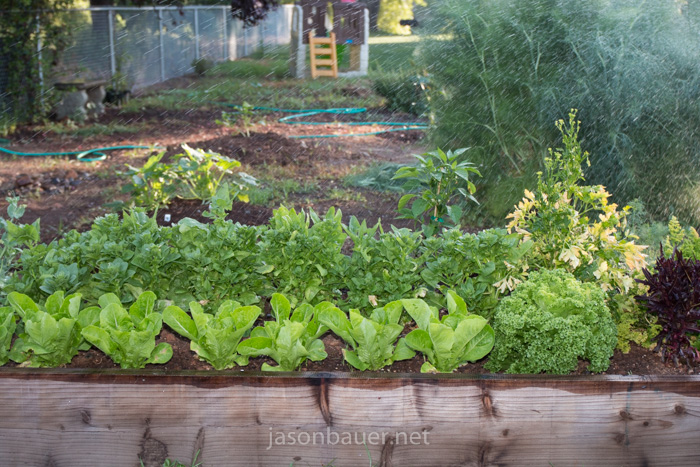 Redwood raised beds with lettuce and spinach